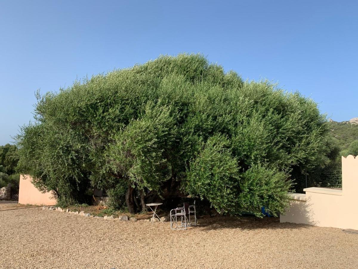 Maison d'hôtes Stazzu Nuraghe Mannucciu à Rena Majore Extérieur photo